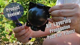 Air Layering Plant Propagation Pods - My Results & How To Use Them!