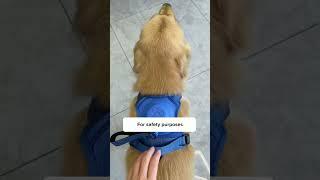 This is the easier way to walk your dog! ️