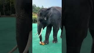 Seeing the elephant eating very smoothly Dragon Dream