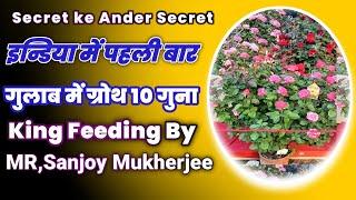 गुलाब में ग्रोथ 10 गुना Rose feeding by King Sanjoy Mukherjee