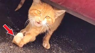 Stray cat drags severely deformed paws, hurt by people but still trusts people