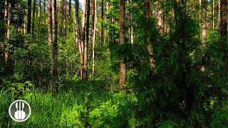 A Sunny Summer Day in the Forest  Nature Sounds and Morning Birds Chirping