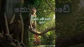 කෝමේ නඩේ ගුරා....#youtubeshorts