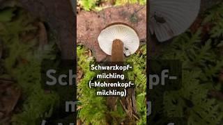 Schwarzkopfmilchling (=Mohrenkopfmilchling): Merkmale, Speisewert, Gefährdung #pilzesammeln