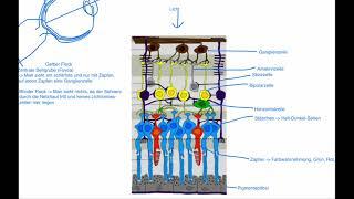 Neurobiologie - Aufbau der Netzhaut