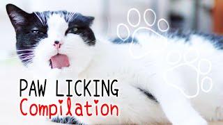  Cats Licking Paws ASMR Compilation  | Cat Grooming | Curry Sugar Meow