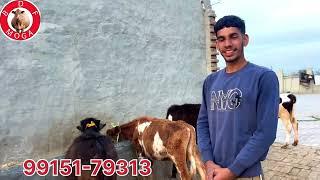 2 ਖੀਰੀਆਂ ਕੱਟੀਆਂ-3 ਖੀਰੀਆਂ ਵੱਛੀਆ ਵਿਕਾਉ-5 animals for sale (9-3-2025)