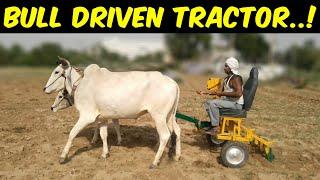 Bull Driven Tractor..! Ploughing with Bulls in Village