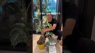 몬스테라알보가 다시 잎이 작아지는 마법 알보의 왕이 다시 찢잎이 나올수 있도록 매직🫶 #몬스테라알보 #plants #식물 #plantcare #플랜테리어 #알보의왕 #노크흙