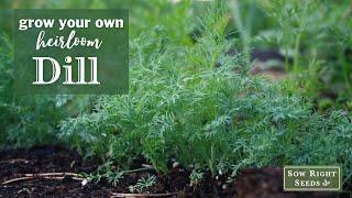 Sow Right Seeds | Dill