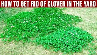 How to Get Rid of Clover in the Yard - Tips for Removing Clover Grass