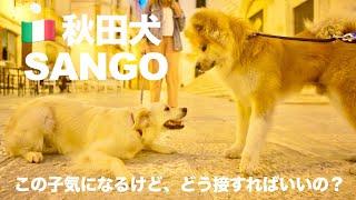 Akita Inu "SANGO" met a cute dog in Italy 