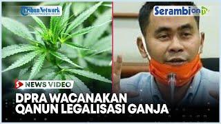 Heboh Ganja untuk Medis, DPRA Wacanakan Qanun Legalisasi