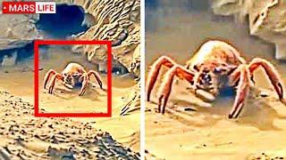 NASA Mars Rover Captured The Clearest Image Of LIFE On Mars EVER!