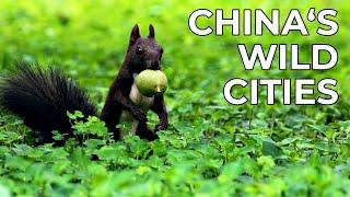 China Wild | Episode 5: The Cities | Free Documentary Nature