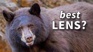 Best Wildlife Photography Lens for Beginners  - Sony, Canon & Nikon