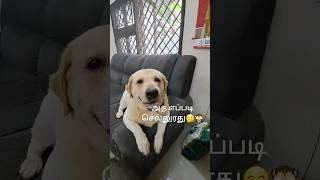 அப்படி என்ன தப்பு அது #chottu regret for his mistake  #dogs #puppy #pets