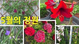 5월의 정원! Garden in May!