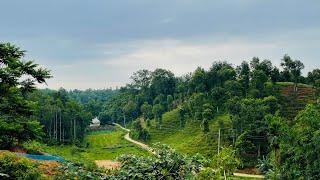 View From The Hills|Dhakadakshin, Sylhet, Bangladesh 