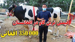 گزارش ضیا صالحی از مال بازار و خرید قربانی/ buying sacrificial cattle and sheep