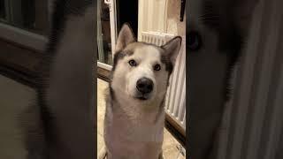 Omg  how did your dog react? #dogs #dogshorts #siberianhusky #husky #huskies #huskiesofyoutube