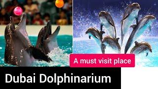 Dubai Dolphinarium | Dolphin and Seal Show Dubai