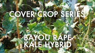 Bayou Rape Kale Hybrid: Noble Cover Crop Series