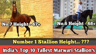 India's Top 10 Tallest Marwari Stallions !! भारत के 10 सबसे ऊंचे कद वाले मारवाड़ी घोड़े।