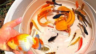 Amazing Axolotl, Top Grade Goldfish, Giant Betta Fish, Grade A Japan KOI, Colorful Lobster, Turtle.