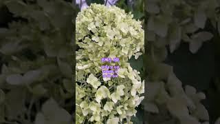 조째즈 사랑 첫 수국 아나벨