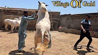 Dera Chacha Rahim - Islampur - Fateh Jang Bulls - Cow Mandi 2024 -Bakra Mandi 2024 - Big Beauties