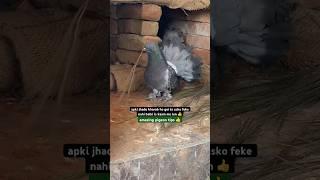 amazing pigeon tips fo pigeon lovers  | #pigeontips #pigeon #kabootar #shorts