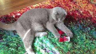 Sochi The Cat: to play or not to play / s02.e13 HD