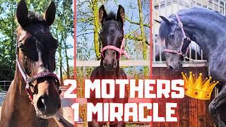 The Story Of This Miracle, Filly Belle: QueenUniek's Legacy Lives On | Friesian Horses