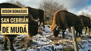 Bisontes en Palencia (Bison bonasus en San Cebrián de Mudá)