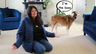 Why Are English Shepherd Dogs So Bossy?