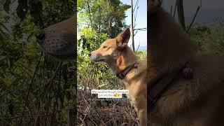 Her first day & now.. #dogshorts #momo #ourfirstpet #viralshorts #indies #viral #nostalgia #pets