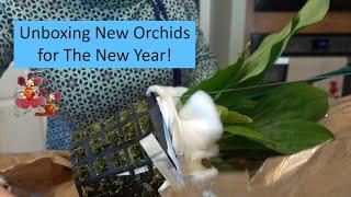 Unboxing New Orchids for 2024 | Three New Genera for My Collection Plus a Pink Vanda Falcata!