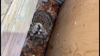 Well, Well! | Raccoon Removal From Window Well