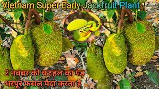 Vietnam Super Early Jackfruit Plant All Time Jackfruit Farming, Full Information