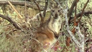 Gold/Metal Detecting Western Australia 2017 pt 3