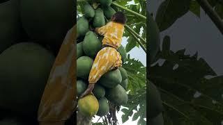 cutis harvests papaya #cutis #babymonkeycutis #shortsvideo