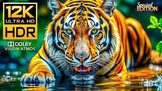 DOLBY VISION  12K HDR 120fps - Unbelievable Colorful Animal World #BGM