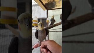Crow Cockatiel Bna King | Pet Vlogs #cockatiel #mastercage