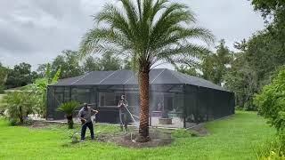 Florida Fancy Sylvester Palm/The Tree Planters/Planted and Guaranteed/50 Years of Experience