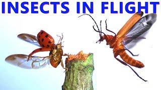 Insects in Flight at 5.000 fps