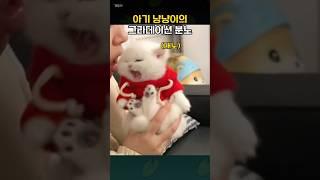 아기 냥이의 귀를 깨물자.. 녀석이 보인 반응