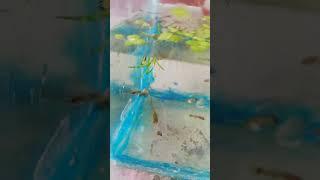 Half moon Guppy Fry #fishes #aquarium #guppy #mayurdev #4evergreen #zooppets #fish