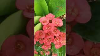 Euphorbia Milii #gardenlover #mygardenflowers #euphorbia #euphorbiamilii #shorts