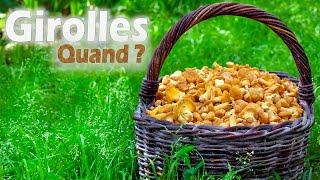 Quand trouver des girolles ? Mes conseils.